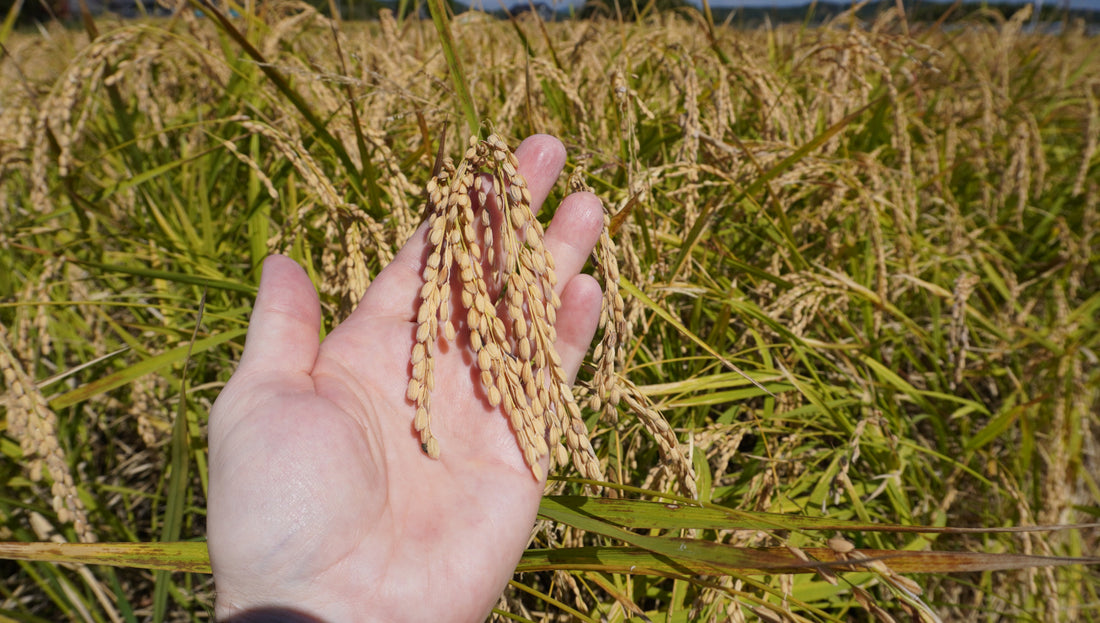 NAKAGO Yamada Nishiki Rice Field Experience October 2024